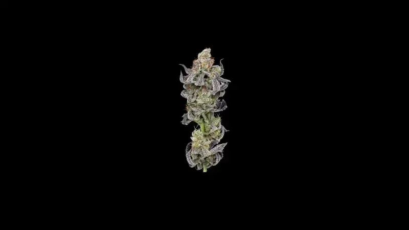 Lemon Kush: ¿Qué tiene de especial esta genética?