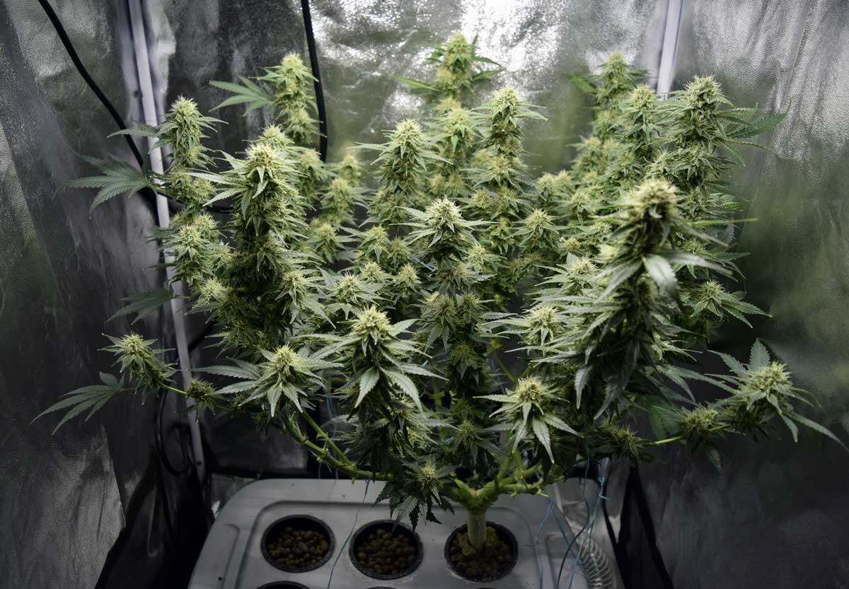 ¿Qué desventajas tiene el cultivo hidropónico?