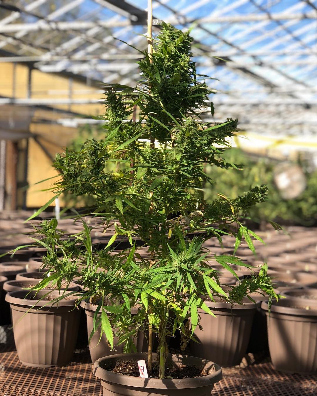 Los 5 errores más comunes a la hora de cultivar