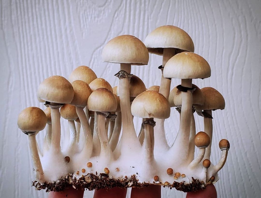 Golden Teacher Hongos: Descubre los Secretos de esta Cepa Psicodélica