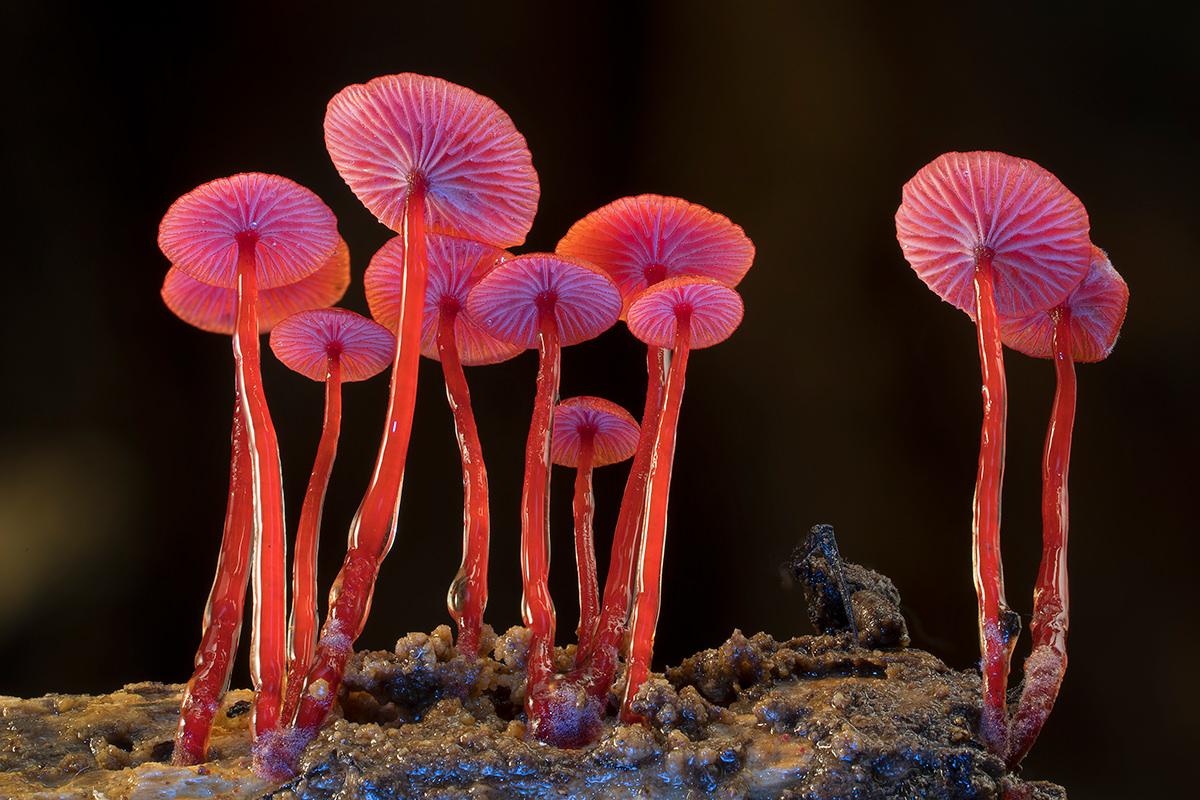 🍄 Maria Sabina: Hongos alucinógenos para sanar. 🍄