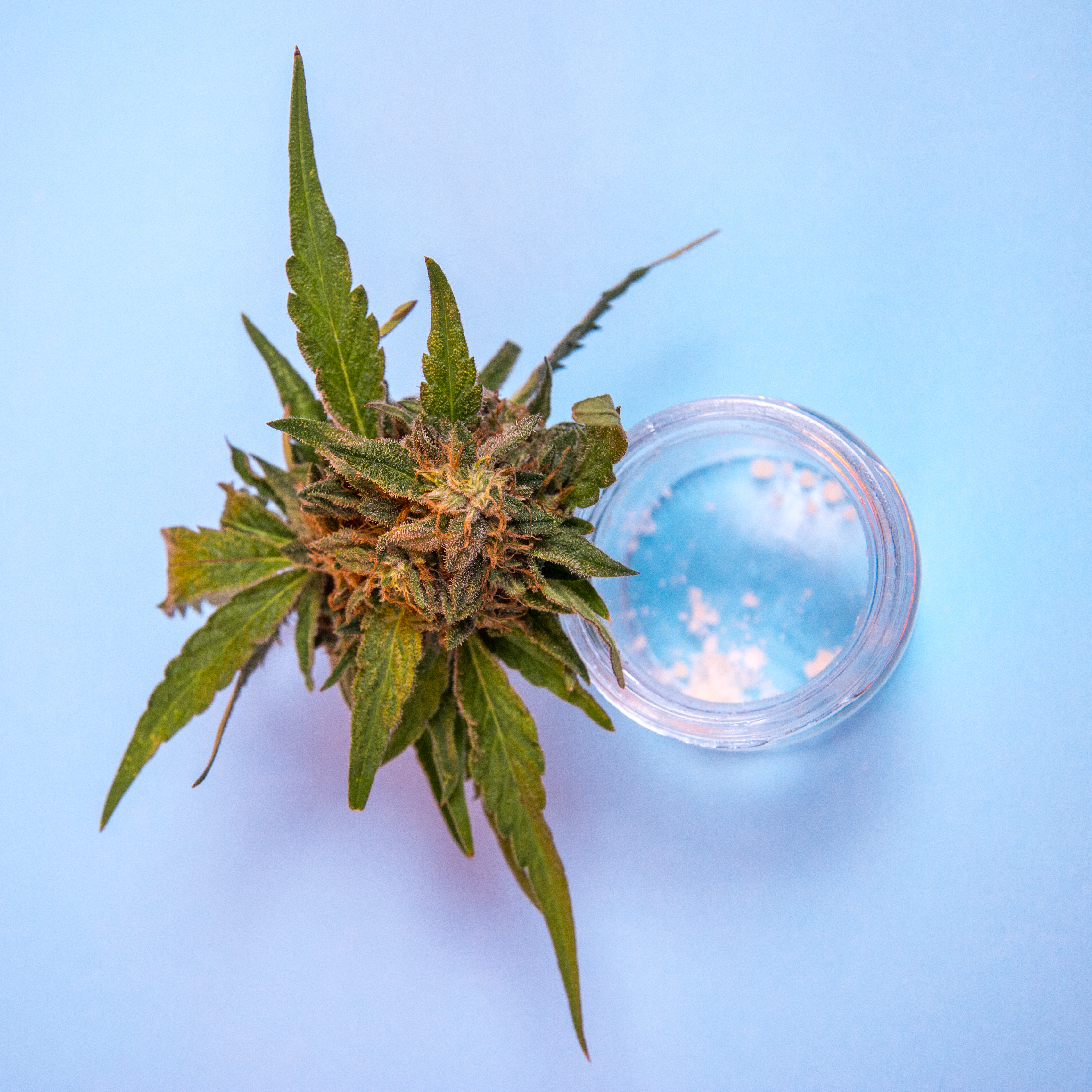 ¿Cuándo florece la planta de marihuanas?