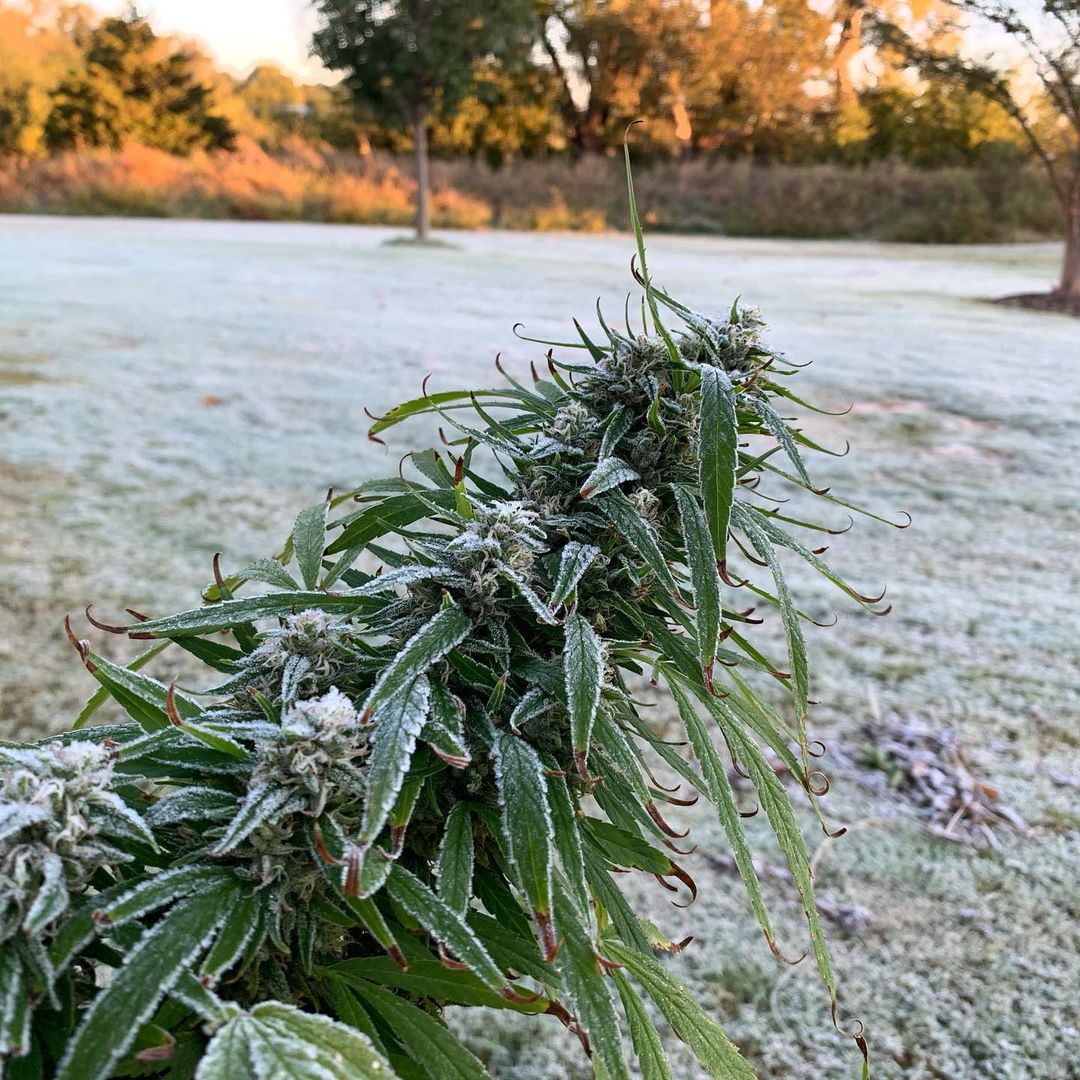 ¿Qué se puede cultivar en invierno en Argentina?