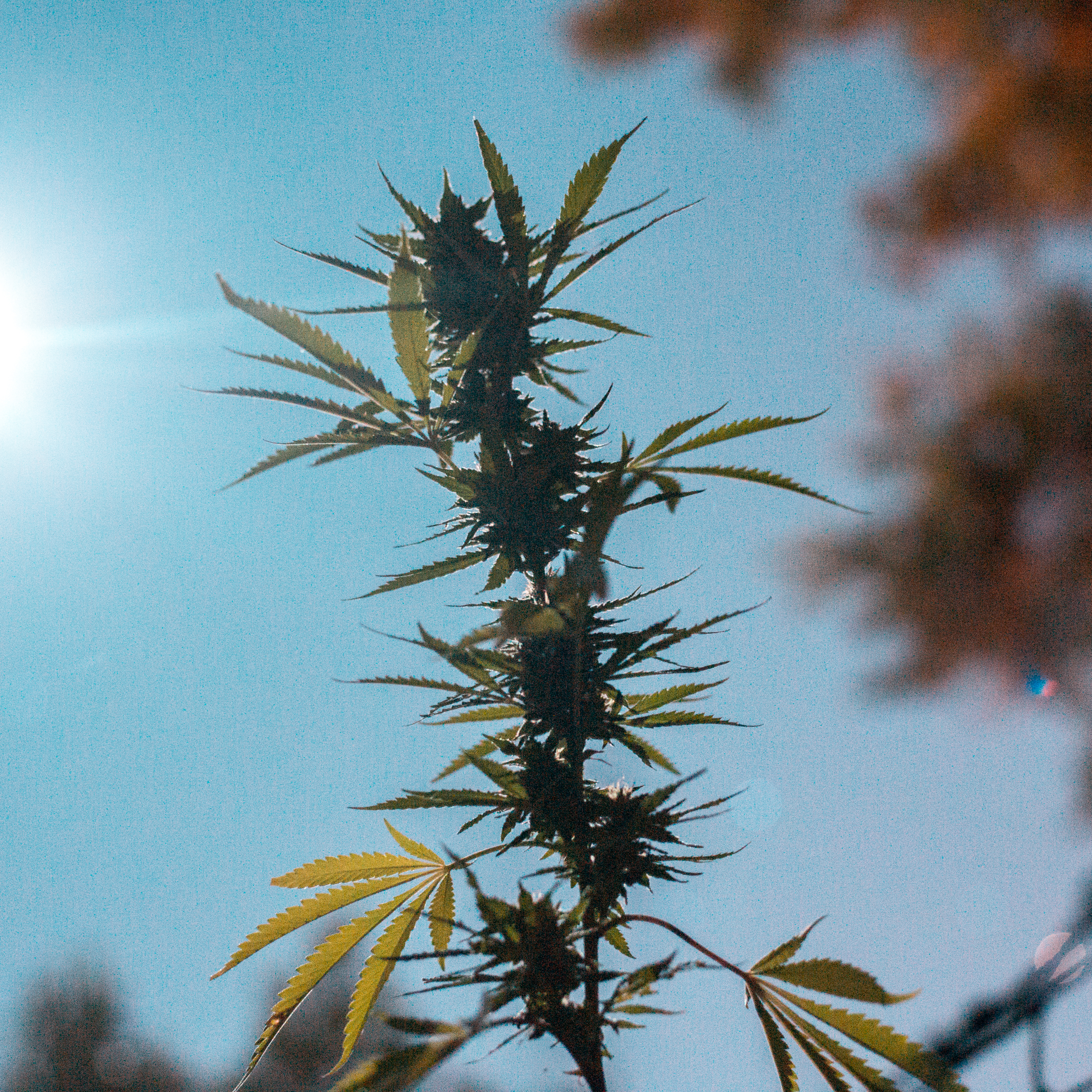 Cultivar en primavera: Pros, contras fechas sugeridas en indoor y outdoor.