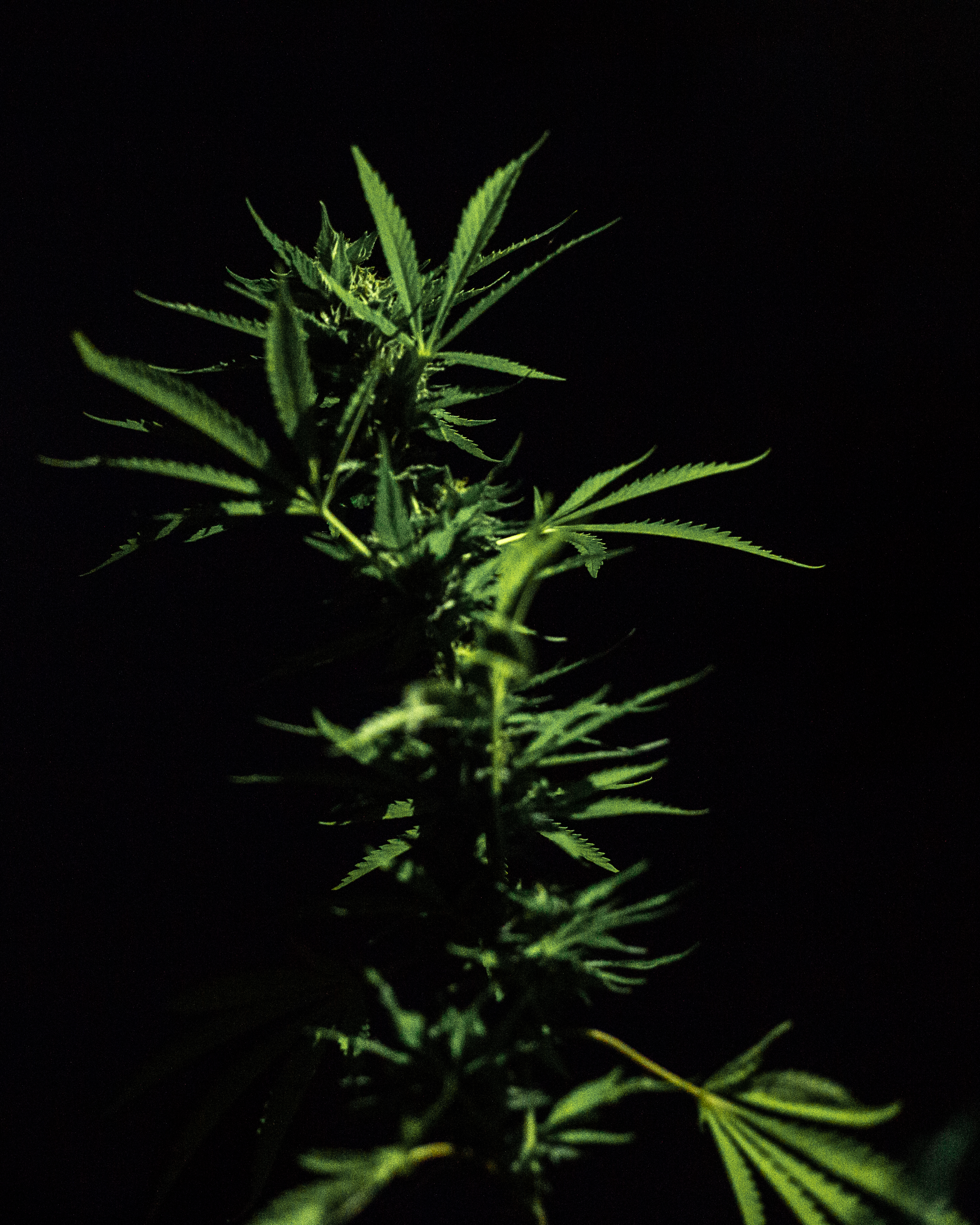 Cómo proteger tu planta de marihuana de fuertes lluvias y tormentas