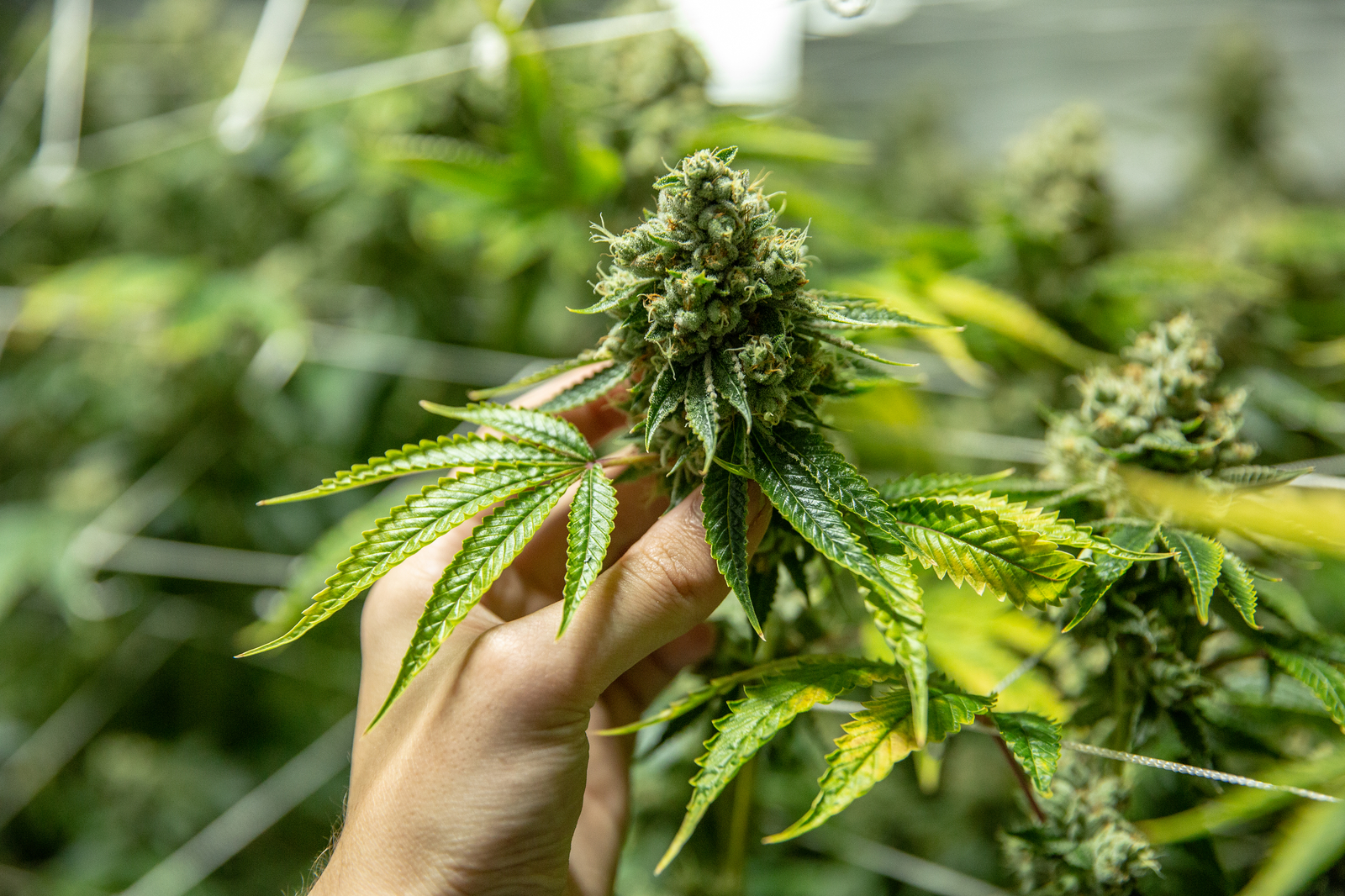 ¿Qué Es ‘Weed’? ¿Qué Significa en Español?