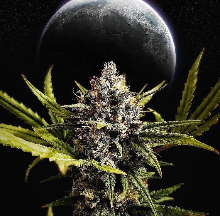 Fumar marihuana de noche y su efecto al día siguiente