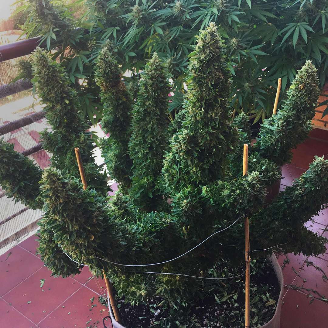 Como prevenir el bloque de nutrientes en las plantas de marihuana