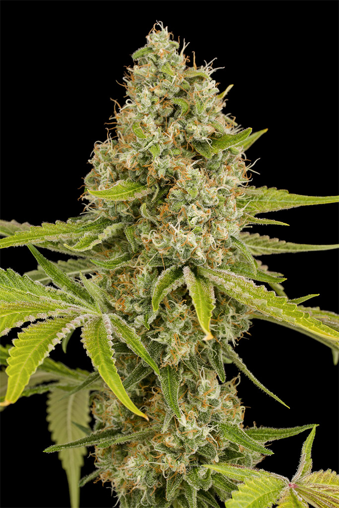 Las 5 variedades de marihuana más populares en Francia