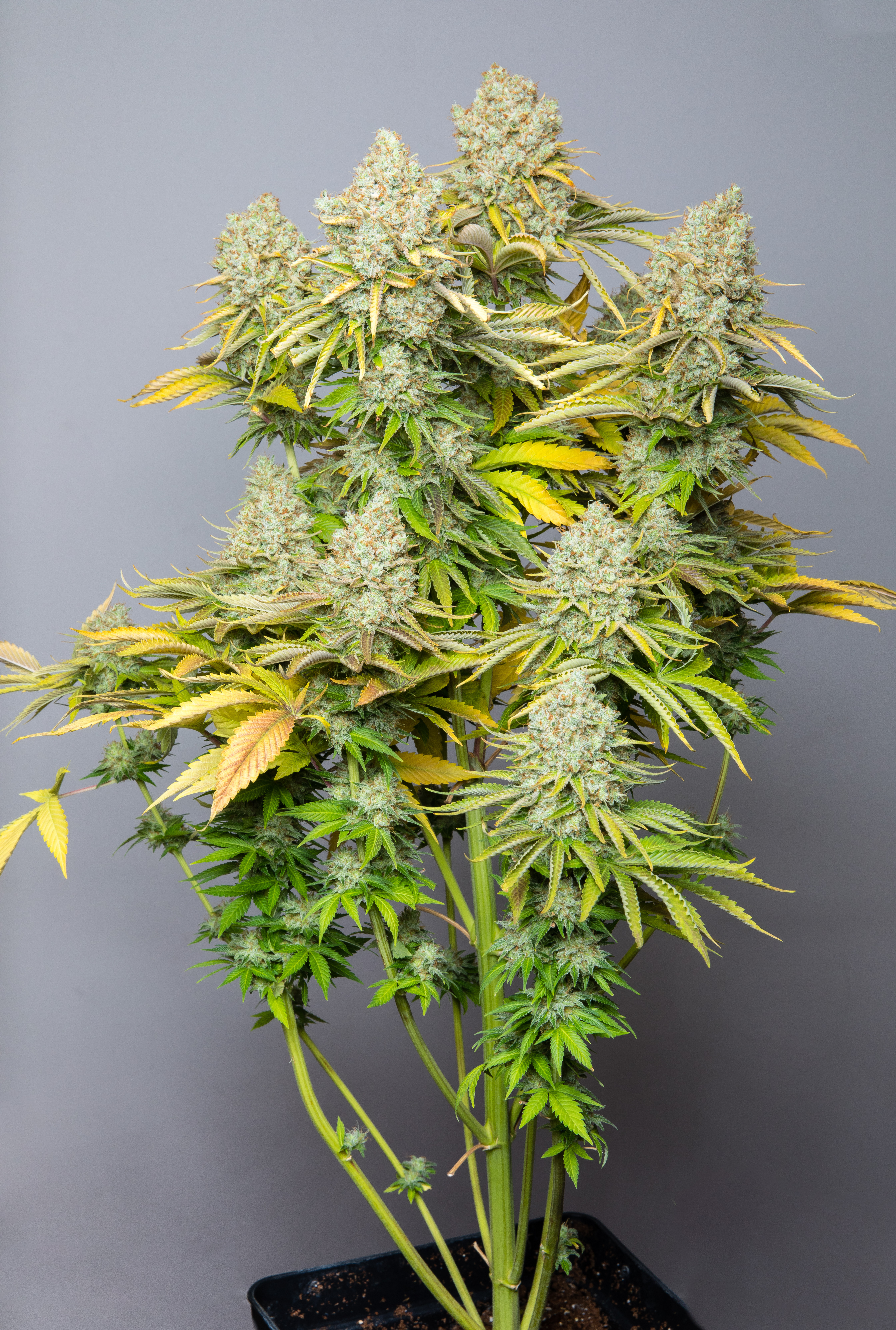Las propiedades medicinales de las variedades de BSF