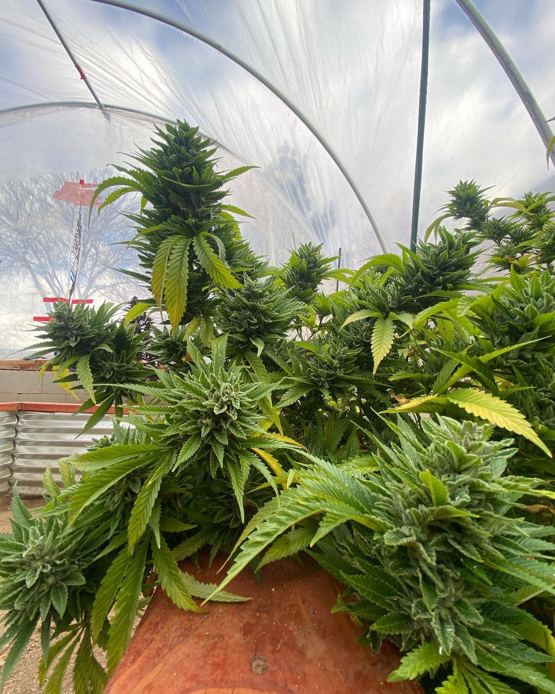 Marihuana y futbol