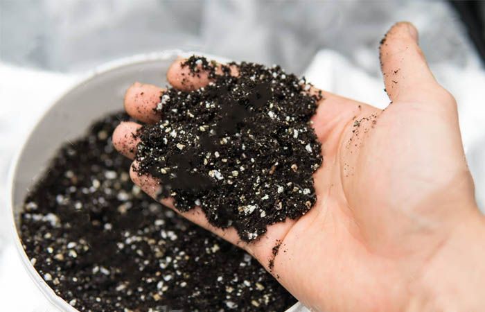¿Qué tipos de plagas suelen ser más frecuentes en los cultivos indoor?