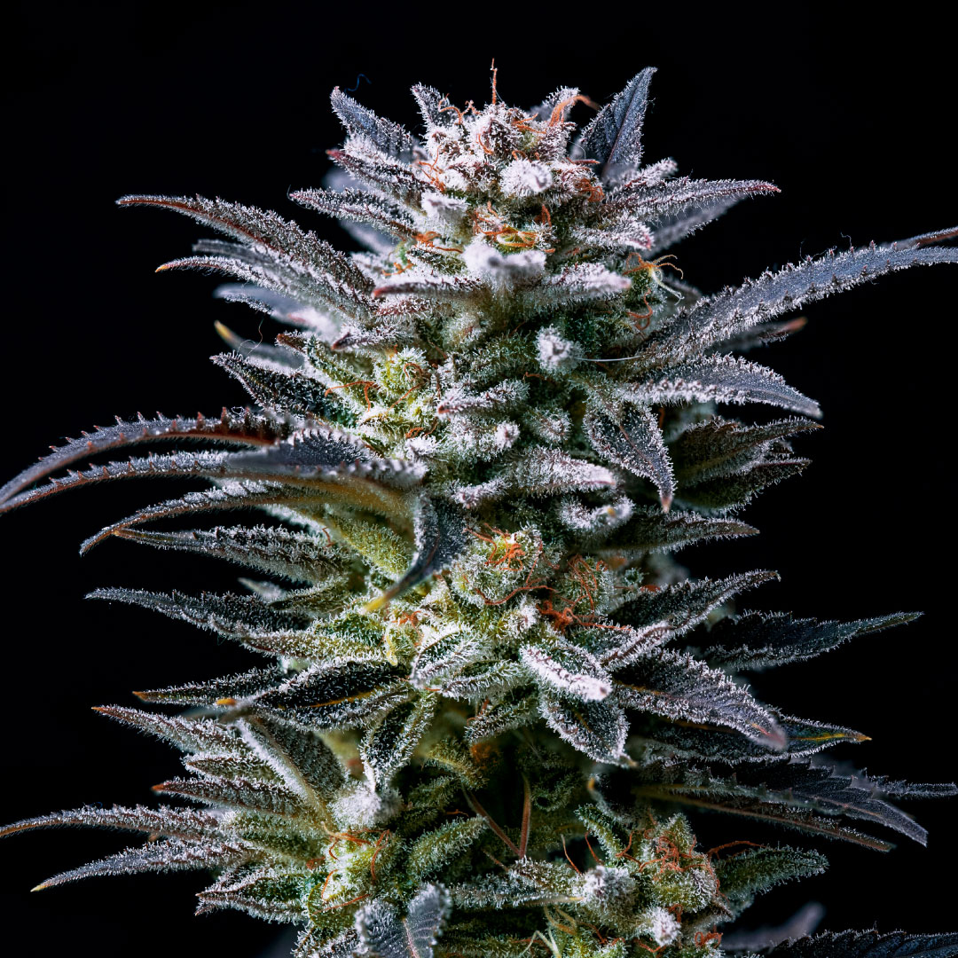 Todo lo que debes saber sobre los nematodos a la hora de cultivar marihuana