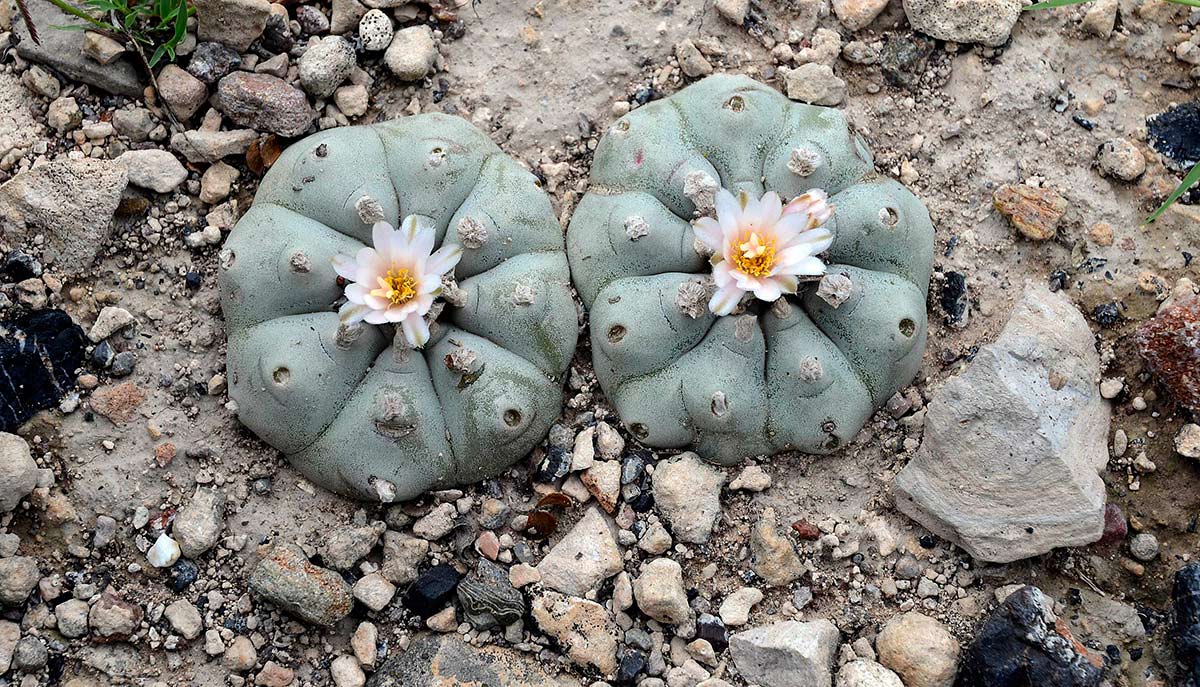 ¿Qué es el peyote?