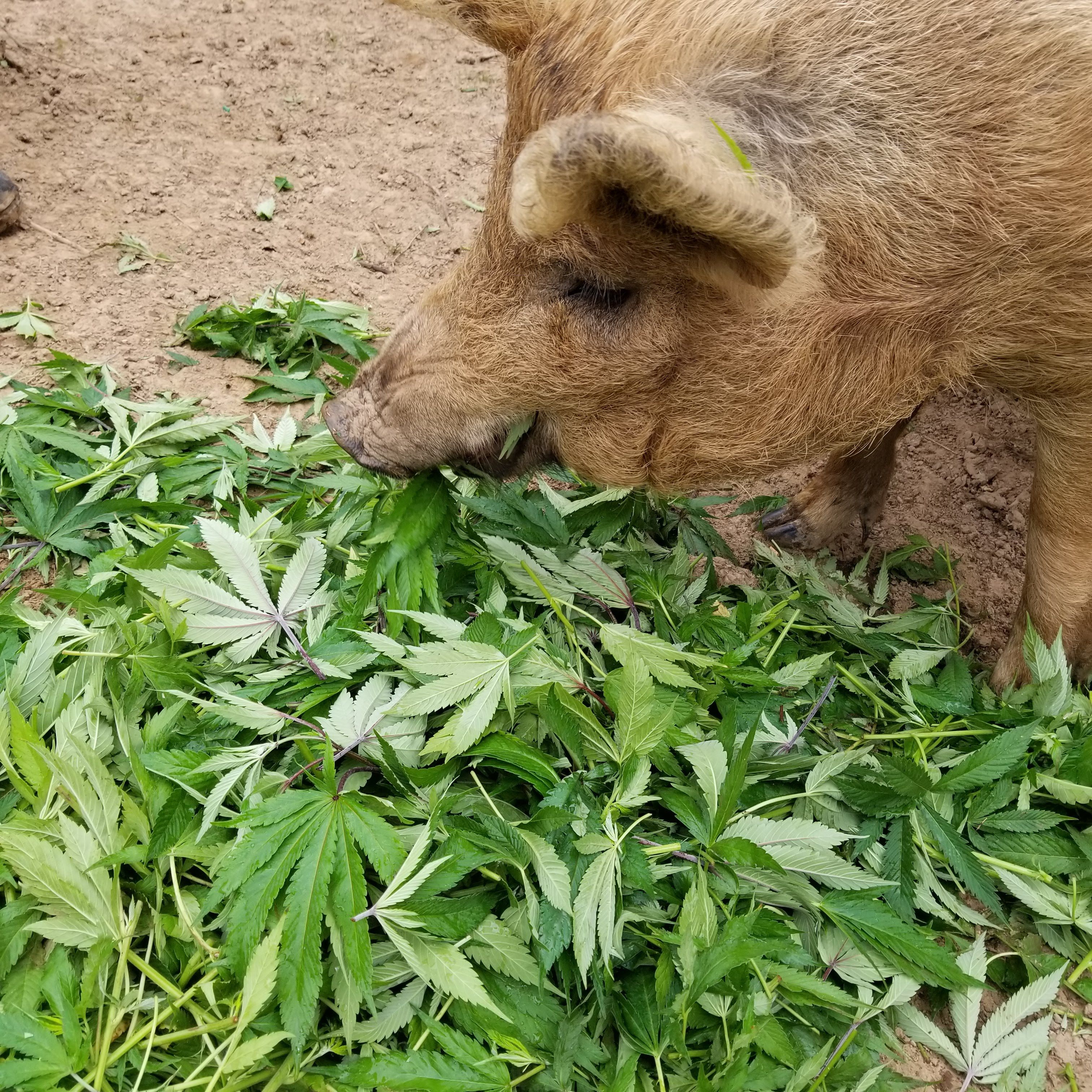 Animales y cannabis