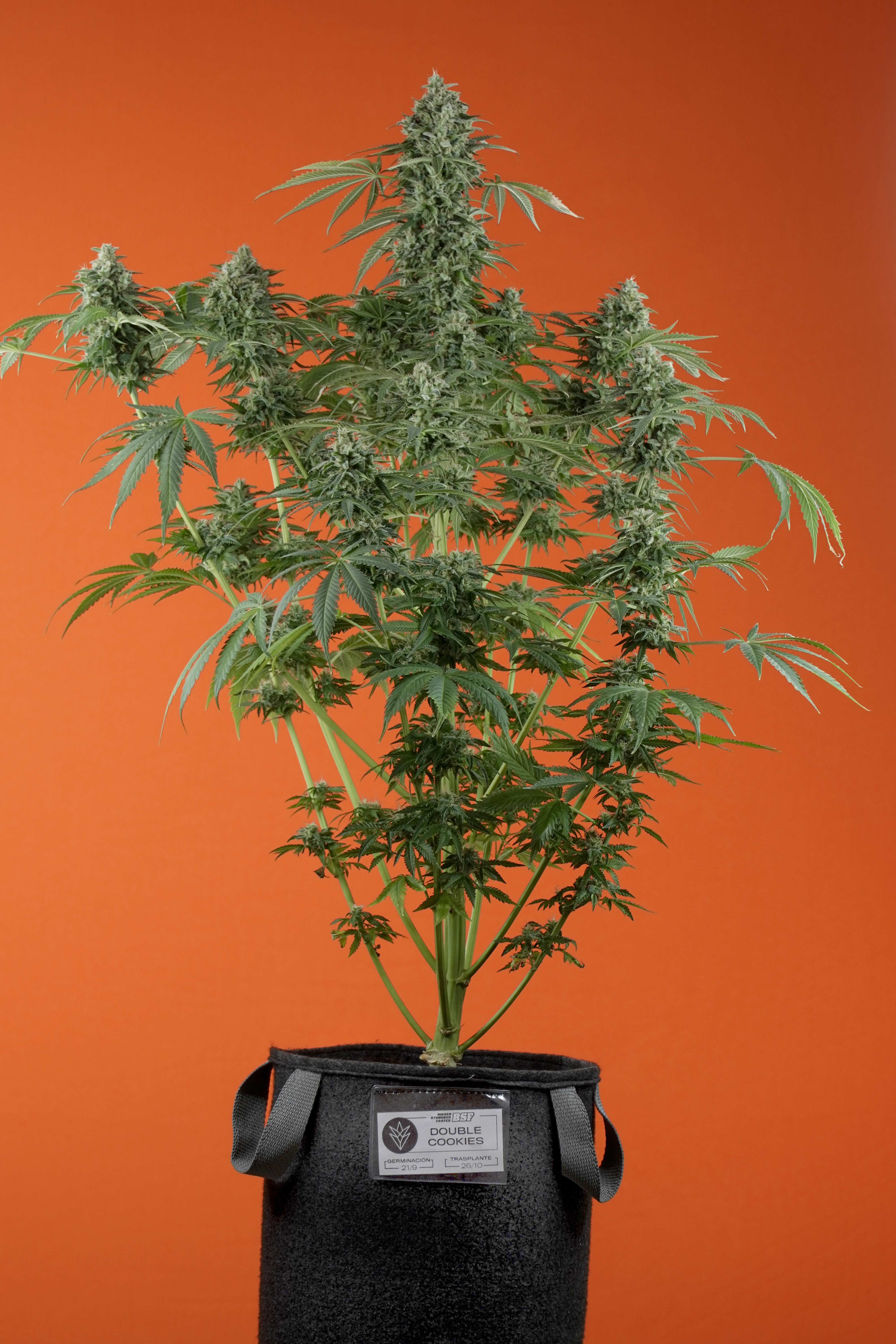 Cannabis y ginecología: en qué puede ayudar la planta