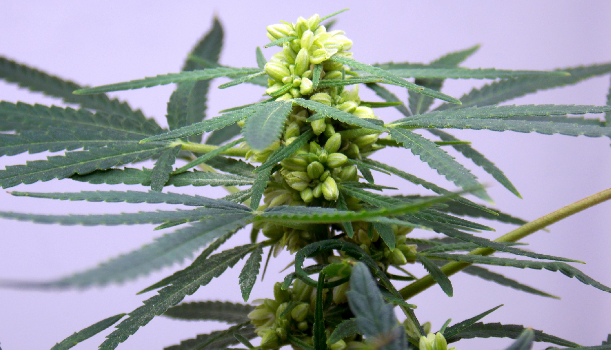 Planta macho: ¿Cómo se puede aprovechar?