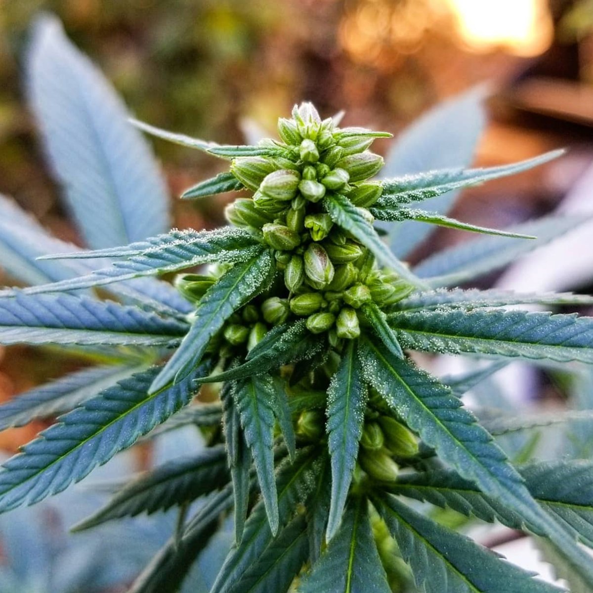 Diferentes usos para una planta macho
