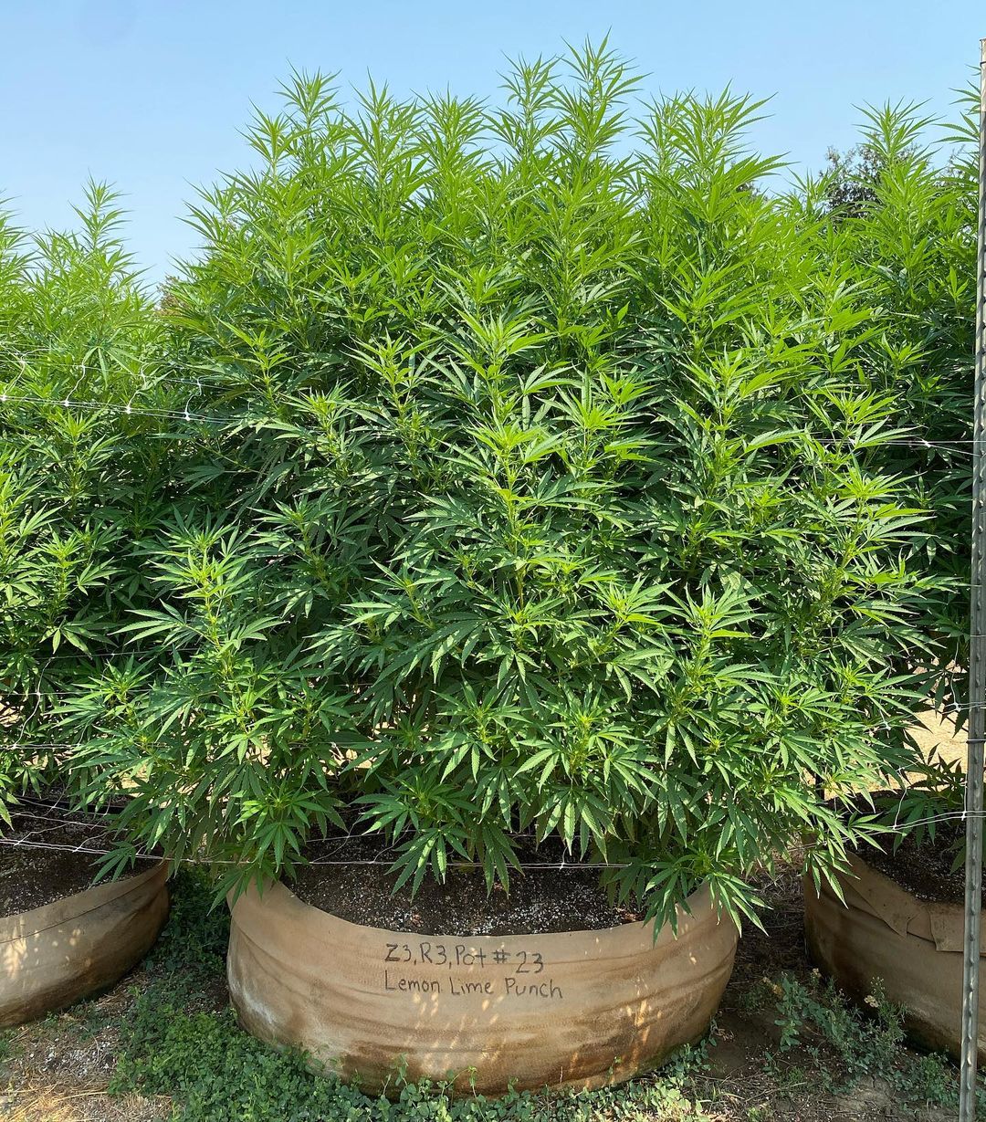 ¿Cuál es el ciclo de vida de las plantas de marihuana?