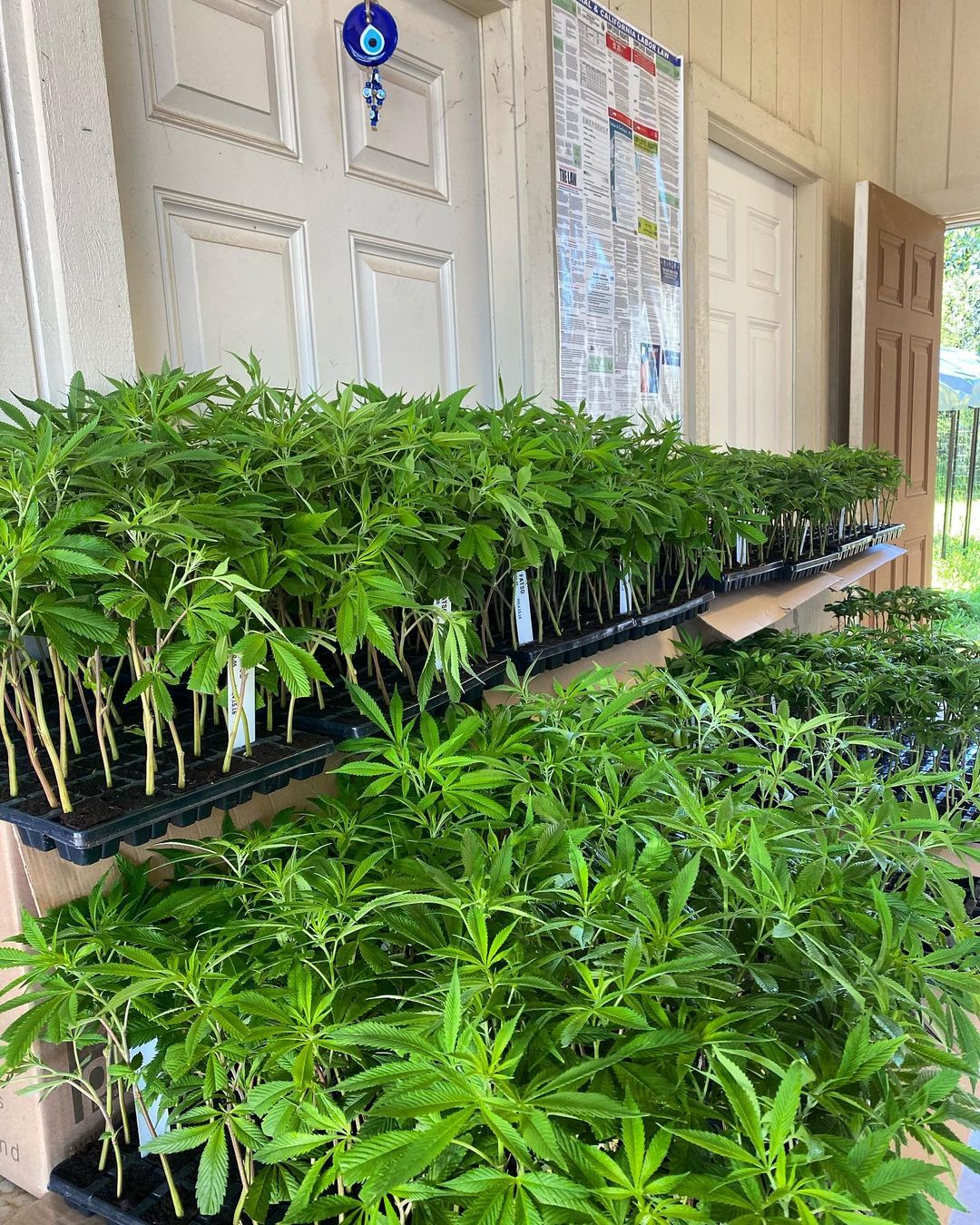 Guía para plantar marihuana en la primavera