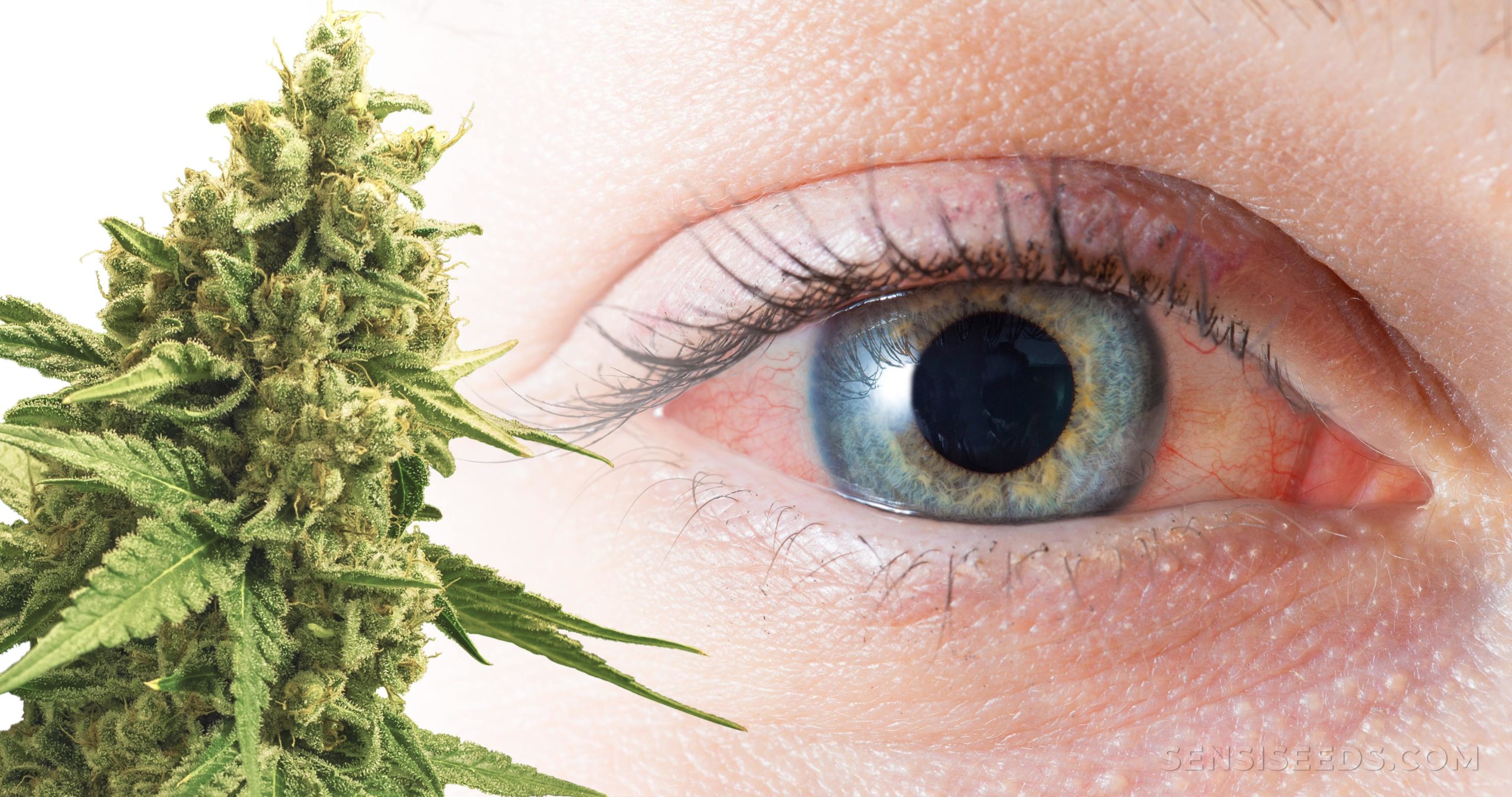 ¿Por qué la marihuana da cansancio?