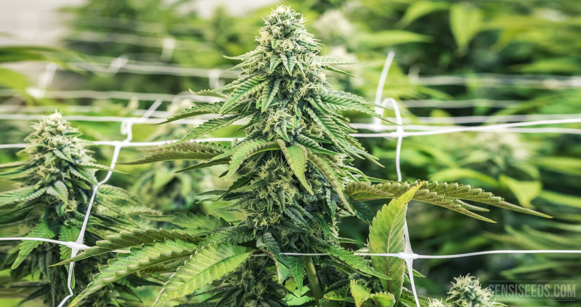 Scrogging: técnicas Avanzadas de cultivo para obtener cogollos de alta calidad