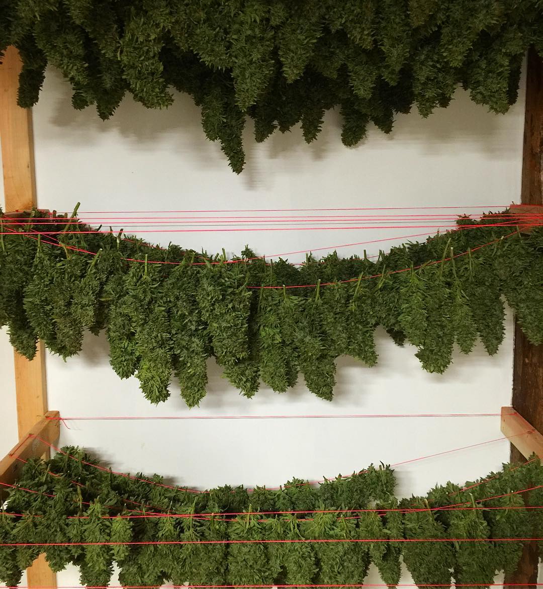 Secado y curado de plantas de marihuana
