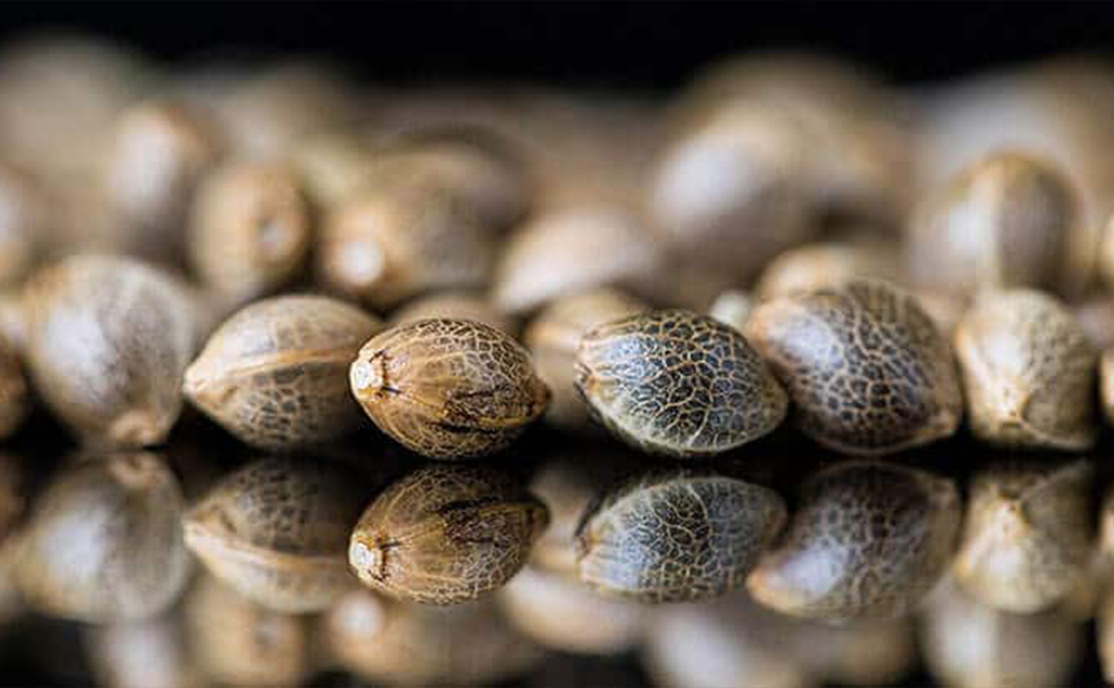 Técnicas de germinación para semillas de marihuana