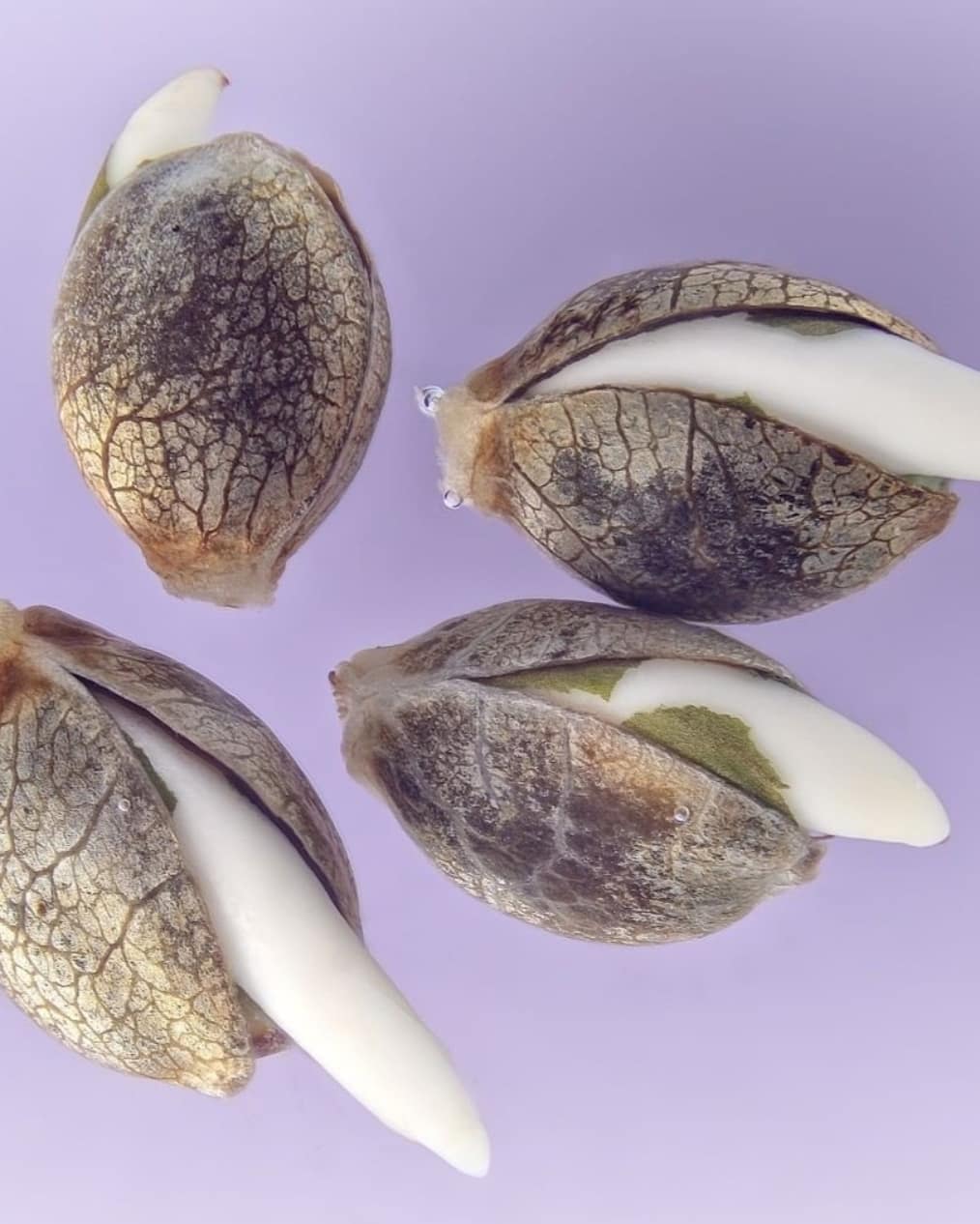 ¿Cómo se producen las semillas feminizadas?
