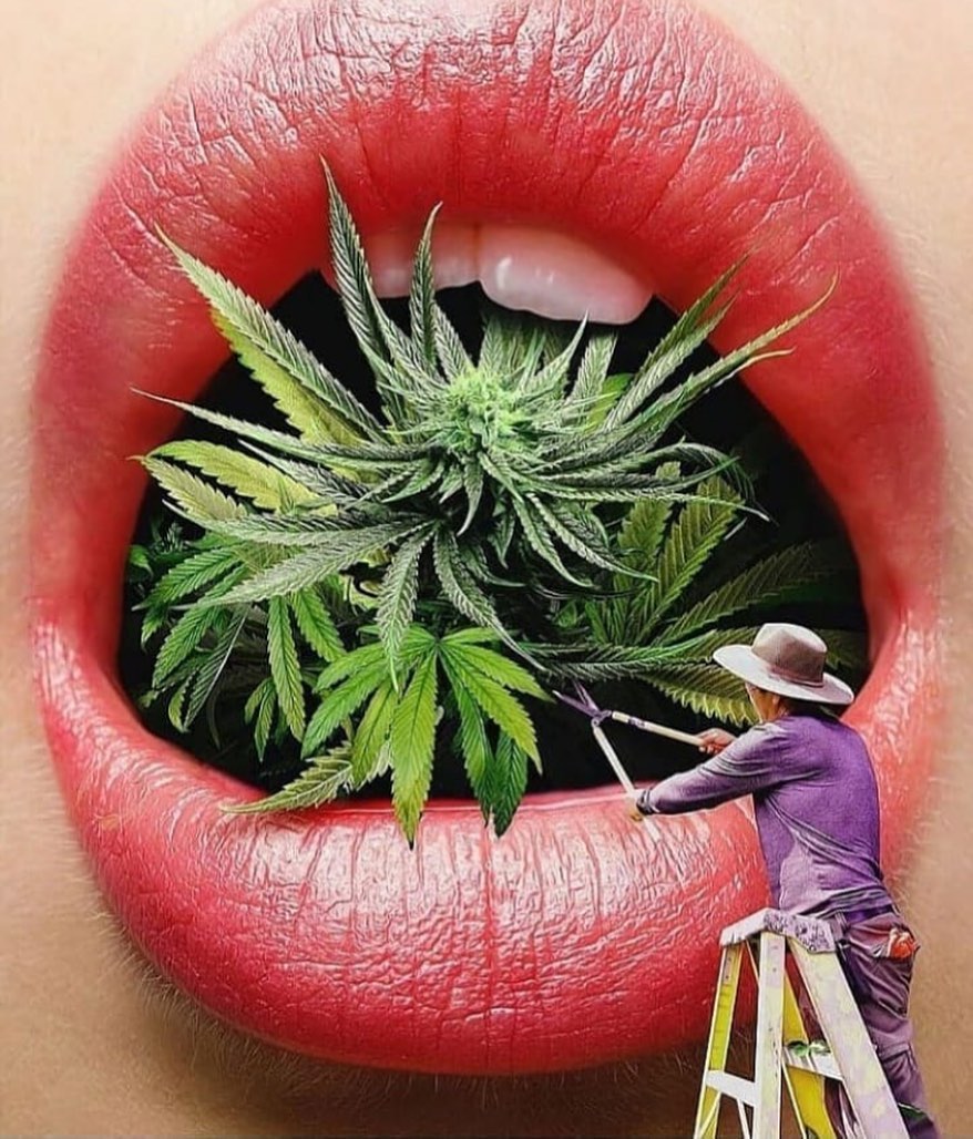 Cupcackes de marihuana: receta paso a paso
