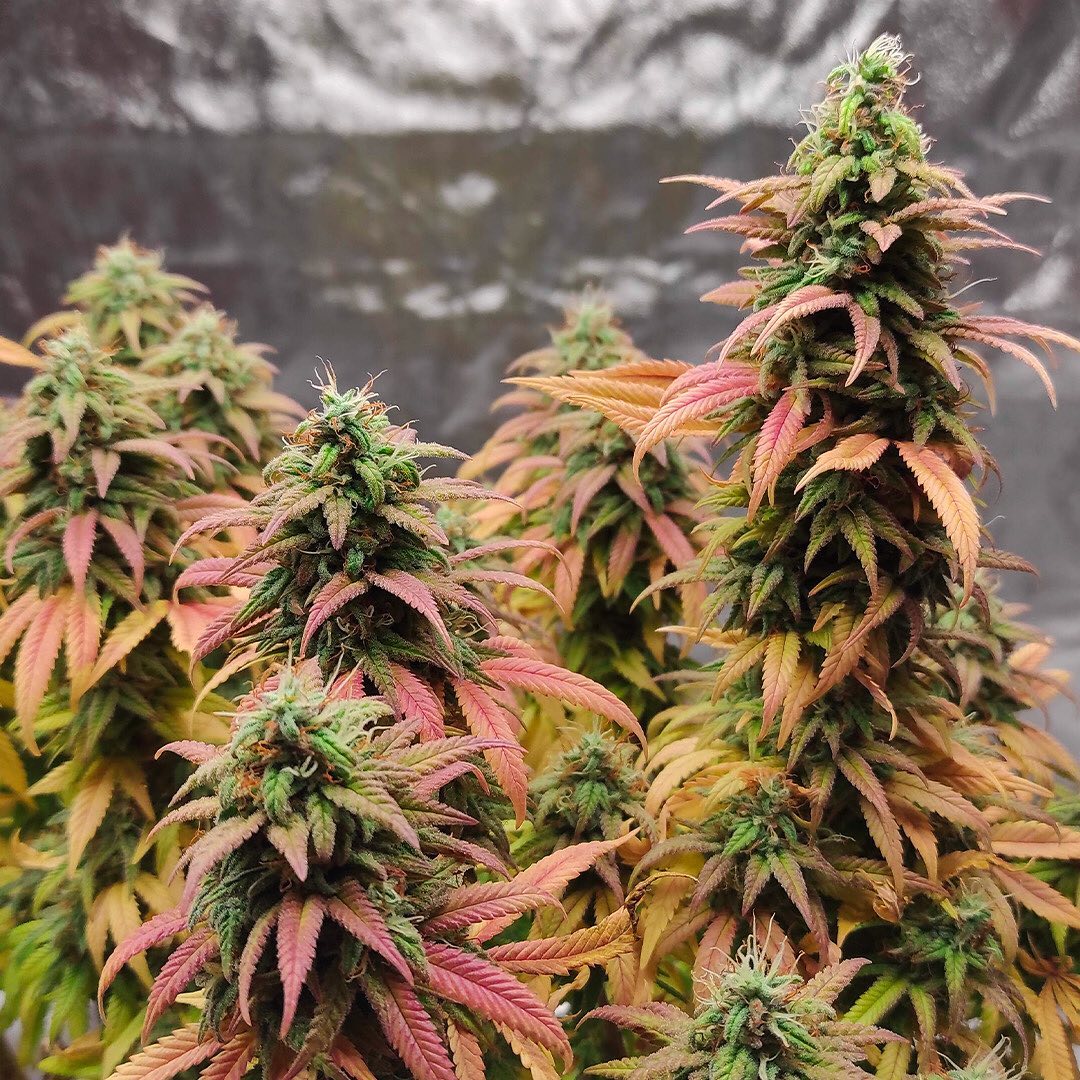 Cannabis Sinsemilla