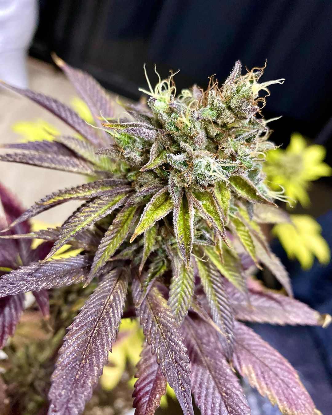 Cannabis legal: Argentina legaliza el autocultivo para uso medicinal.