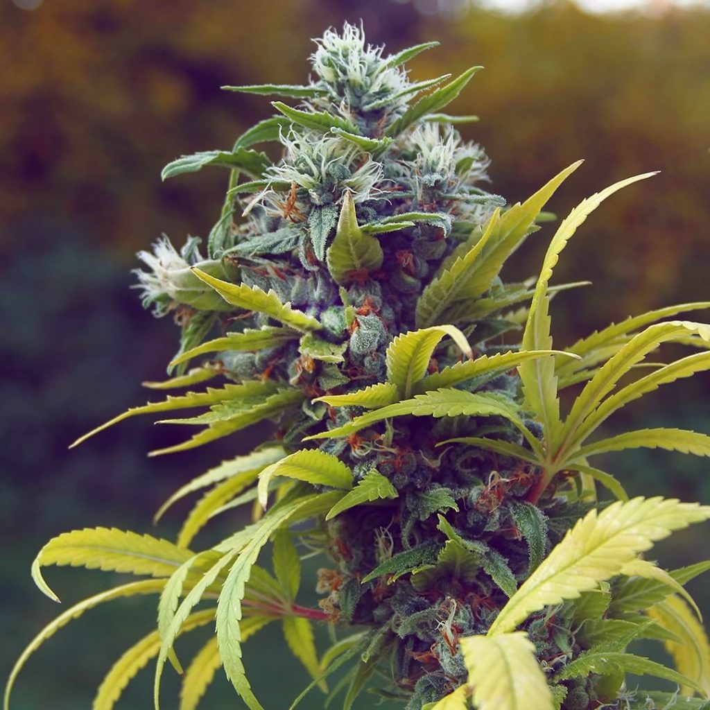 Conociendo genéticas: ak 47