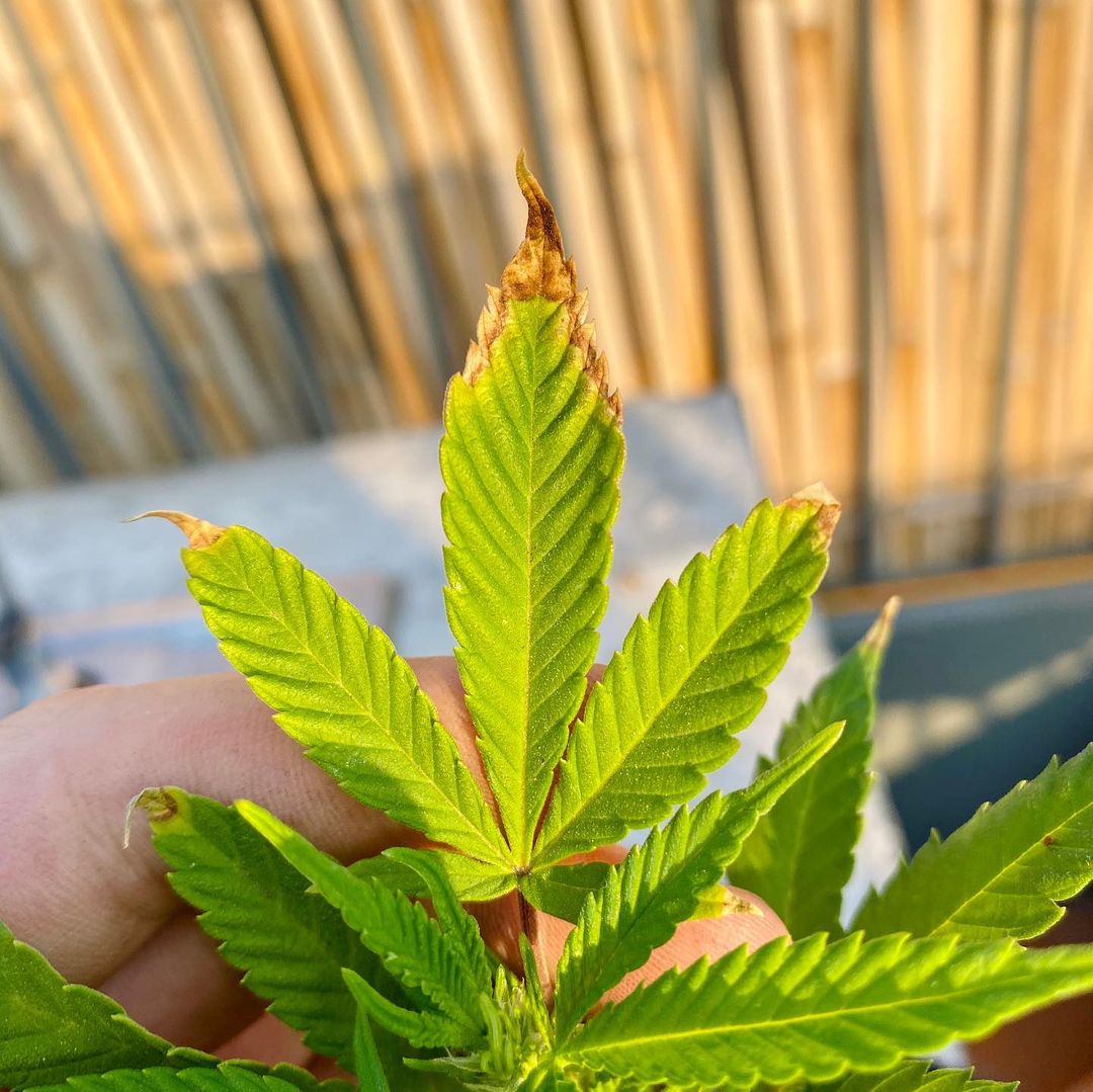 ¿Cómo prevenir una sobrefertilización en cultivos de marihuana?