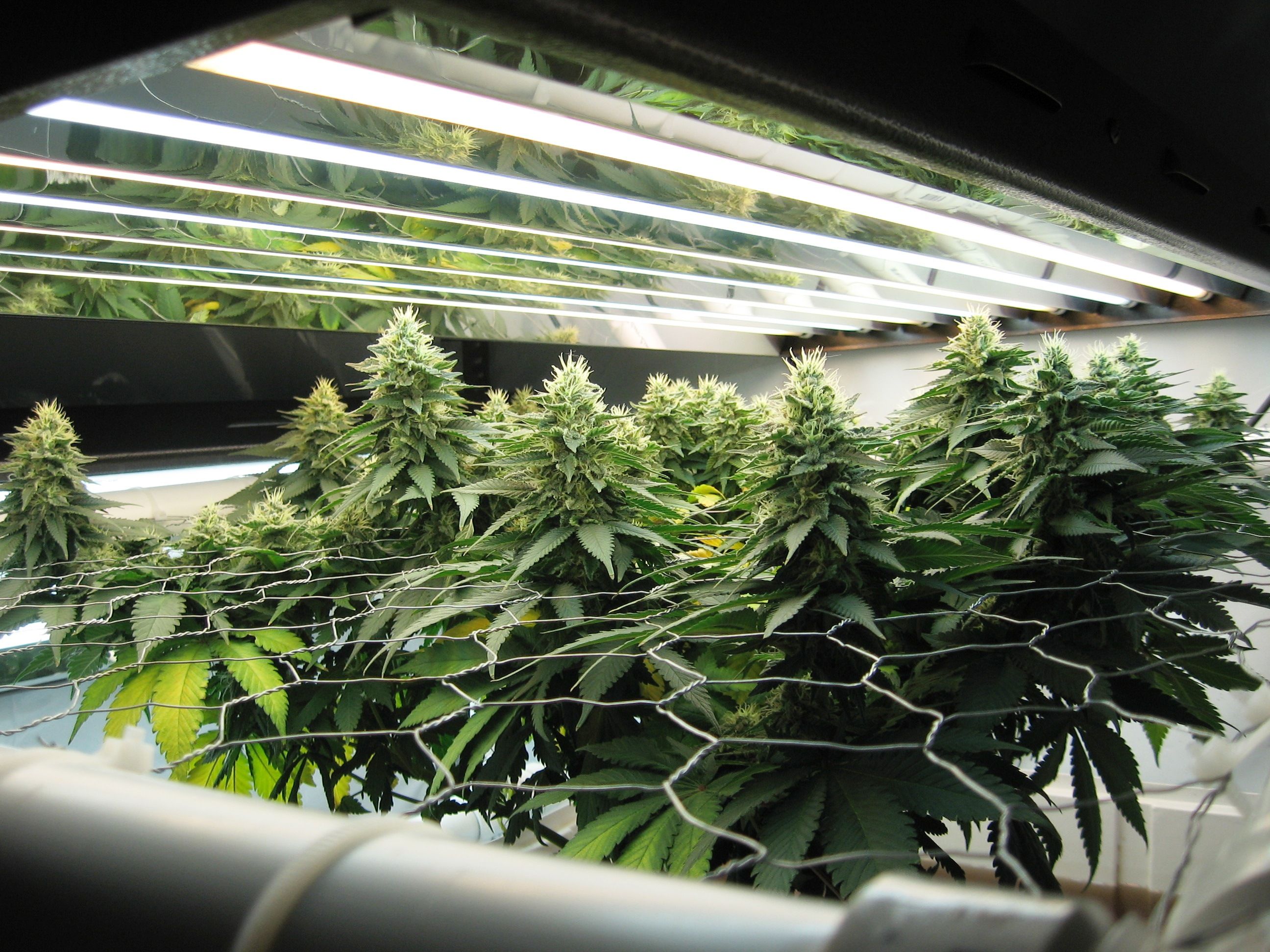 Como cultivar marihuana con metodo SCROG