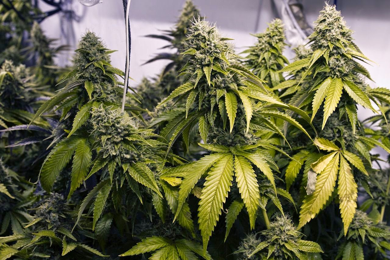 Cambios en el REPROCANN