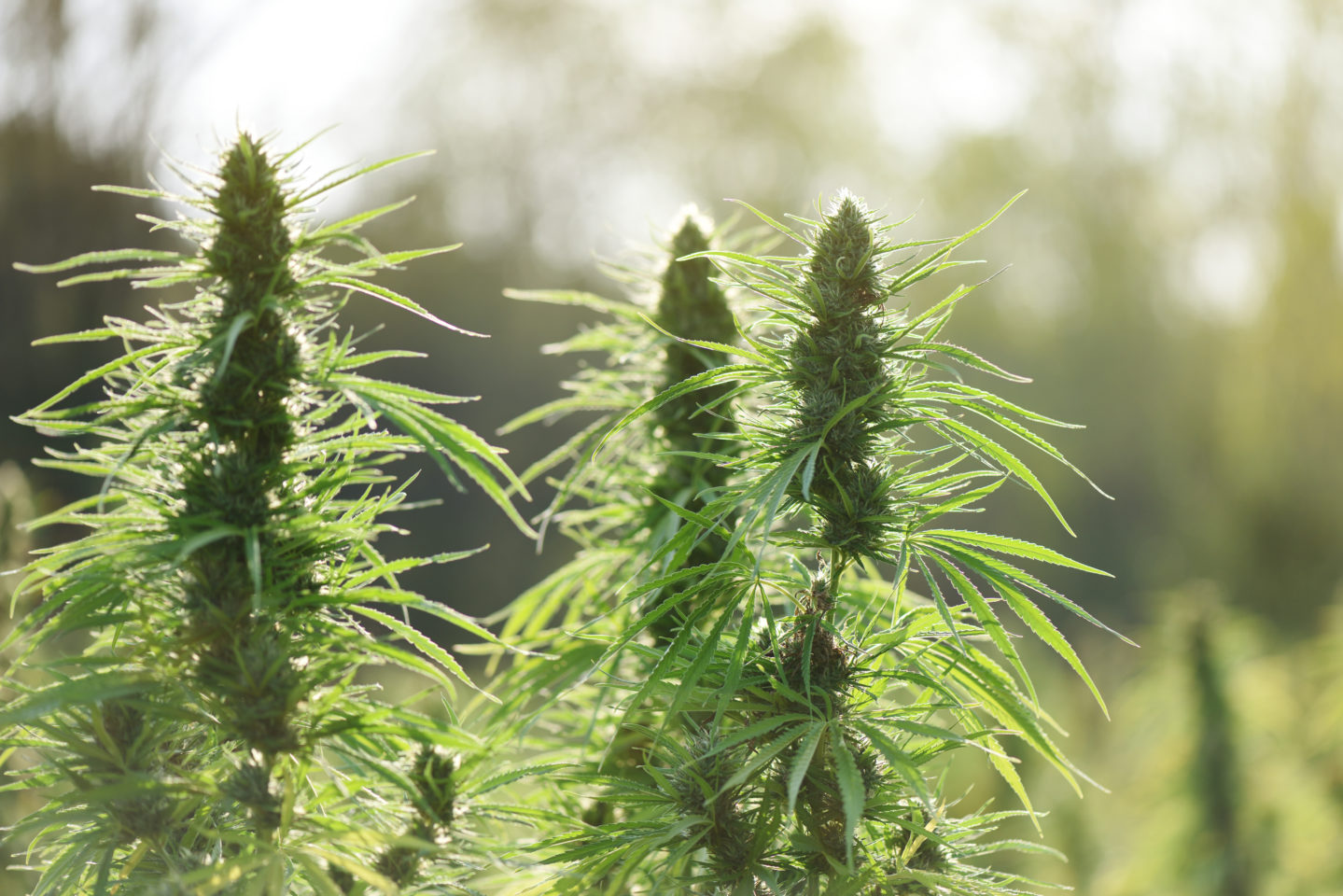 Cannabis Ruderalis: La variedad autóctona y su potencial medicinal