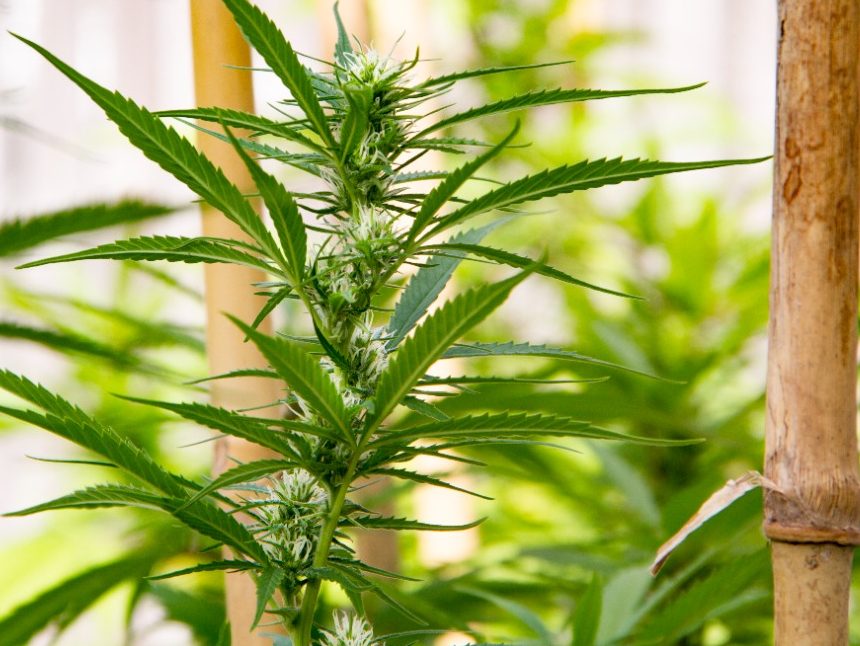 ¿Cómo controlar la humedad en un cultivo?