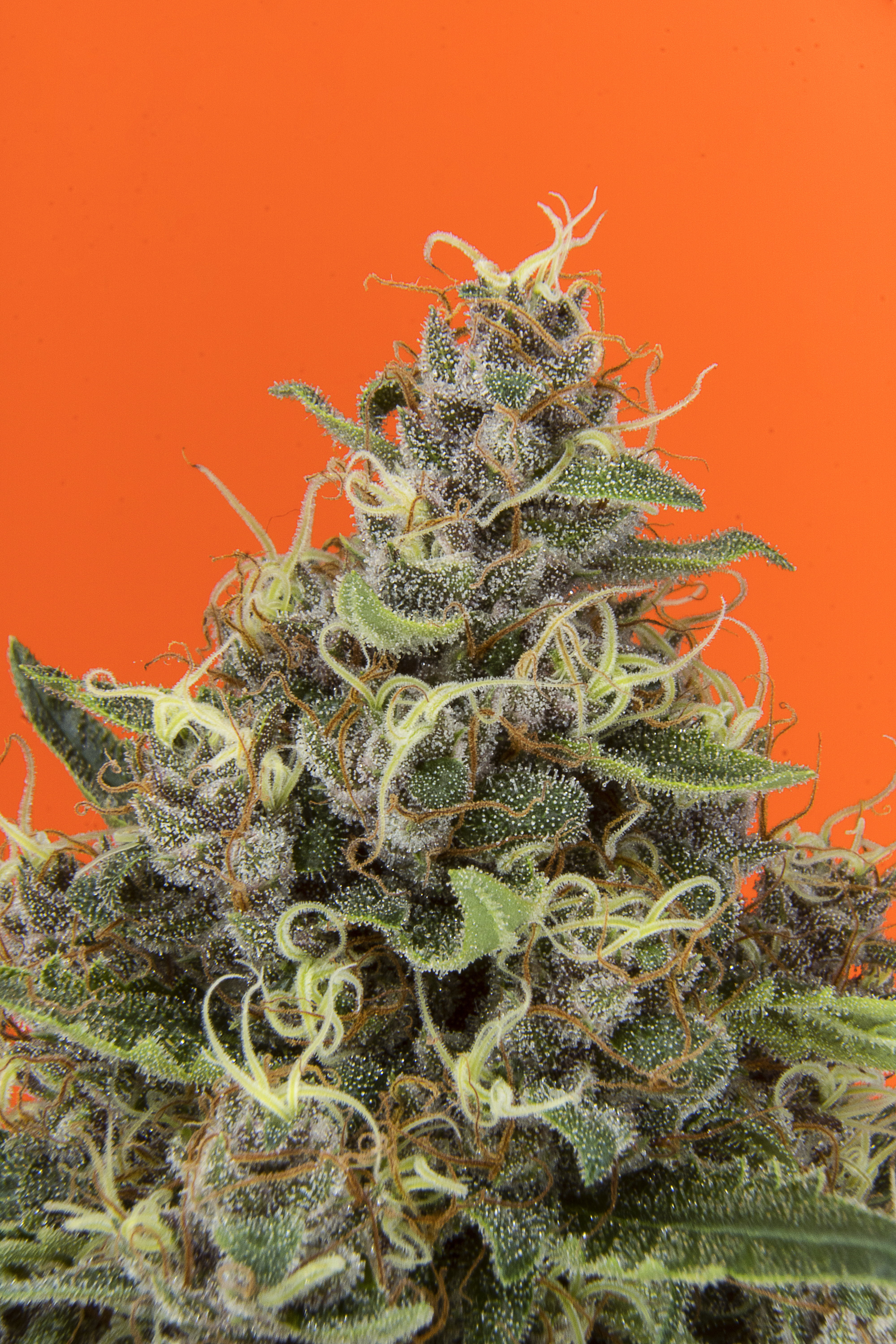 ¿Qué características específicas tiene la variedad Critical + de Dinafem?