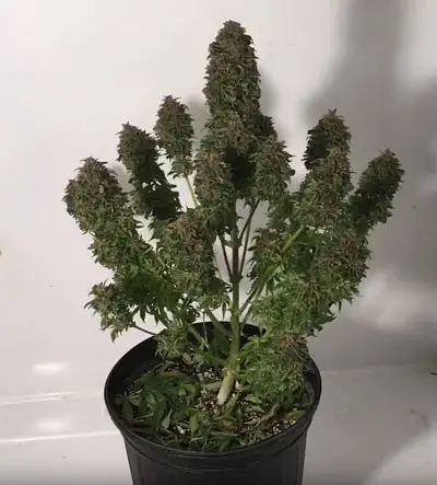 Kritikal Bilbo x AK47