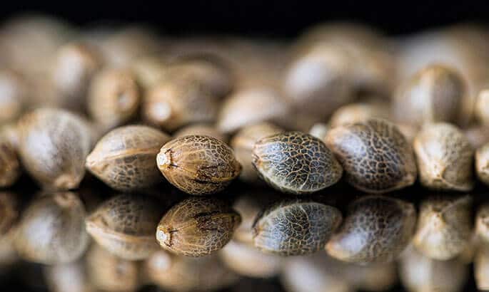 Secretos para germinar