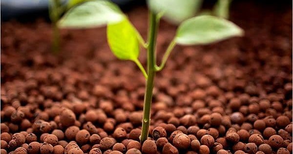 Consejos para mejorar mi cultivo de marihuana
