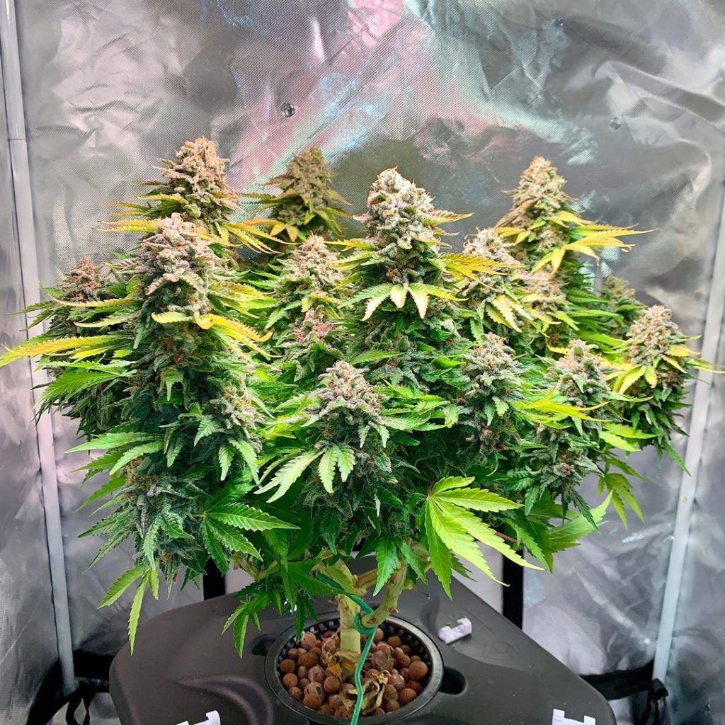 ¿Cómo es el proceso de crecimiento de una planta de marihuana?
