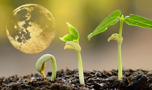 ¿En que fase lunar debo sembrar marihuana?