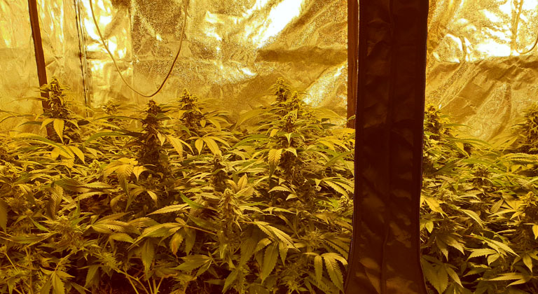 Plantas de marihuana y estrés térmico
