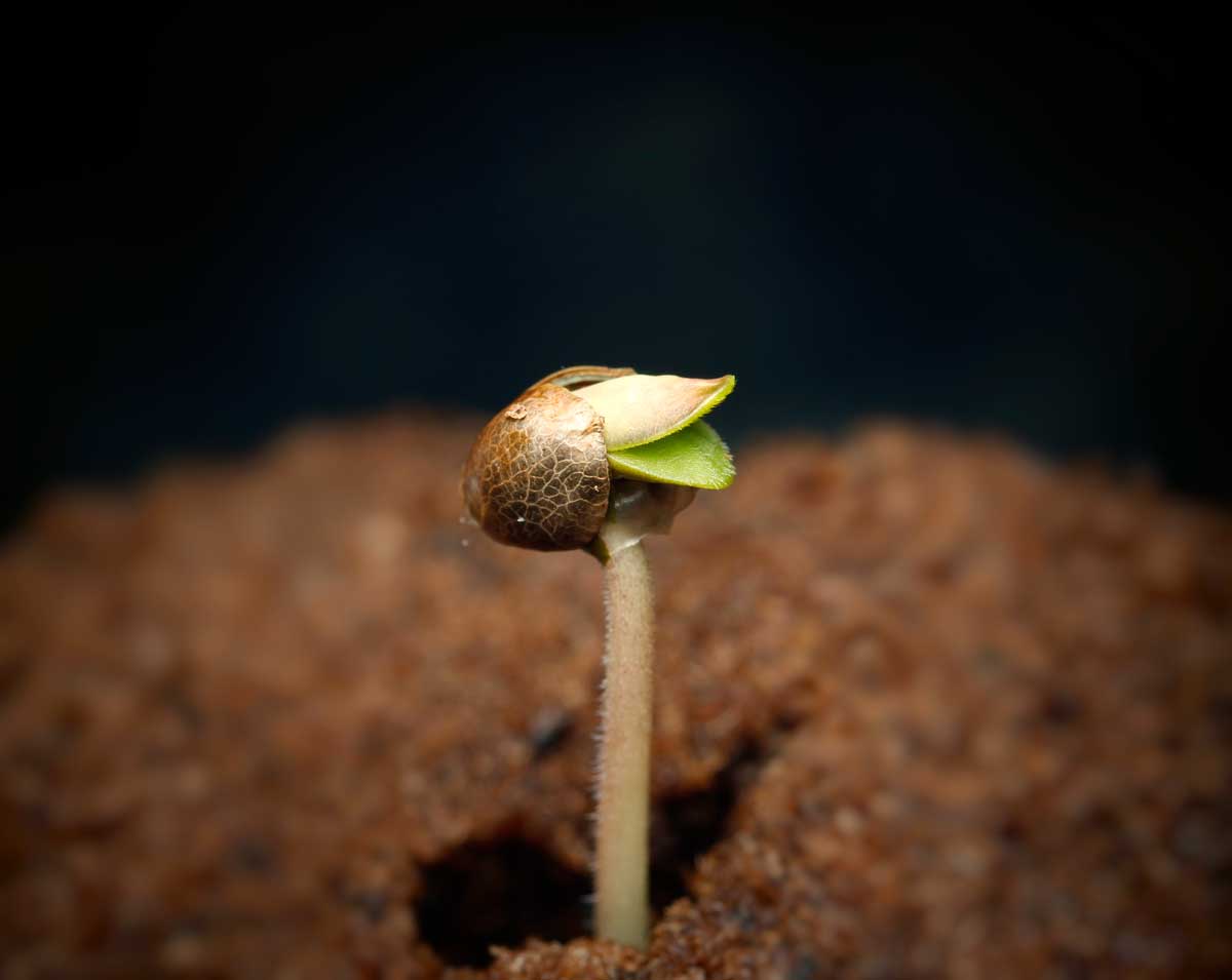 Cómo germinar semillas de Marihuana?