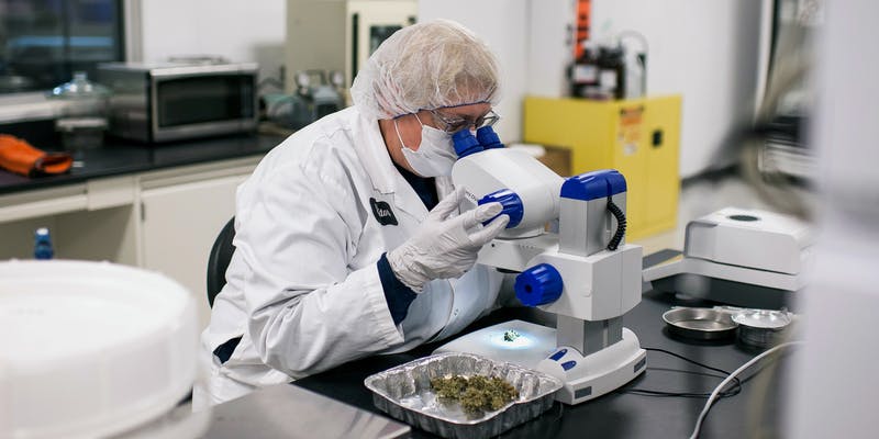 ¿La marihuana se detecta en análisis pre-ocupacionales u otros análisis de trabajo?
