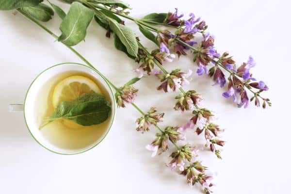 Té de salvias: ¿Para qué sirve?