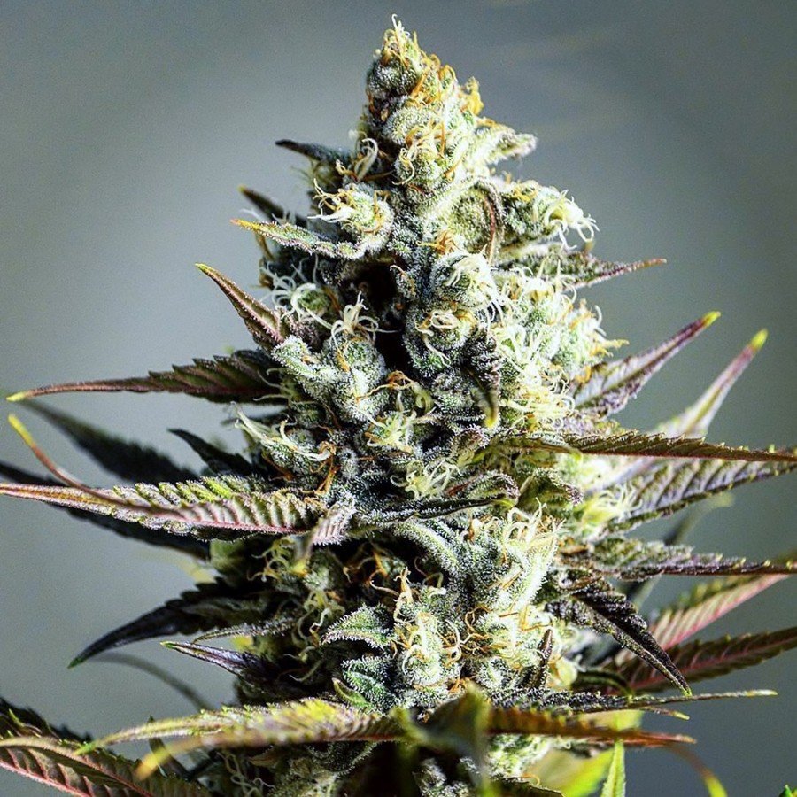 Marihuana en el Extranjero: Experiencias y Consideraciones Legales
