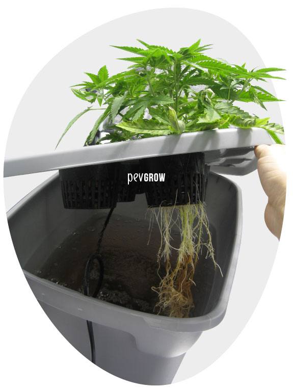 ¿Qué cultivo hidroponía es más rentable?